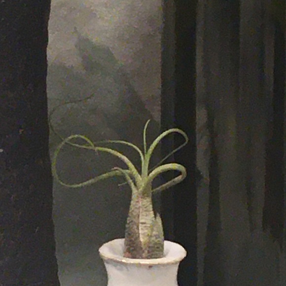 Meet your Posher, Kali - Picture 1 of 1